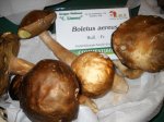 boletus aereus